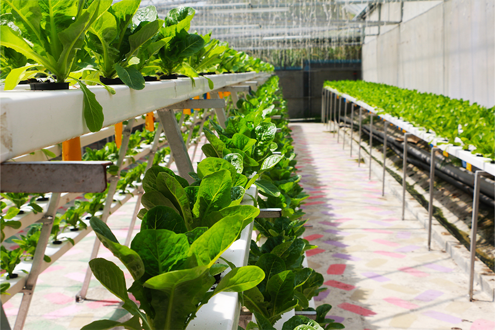 Agricoltura-idroponica