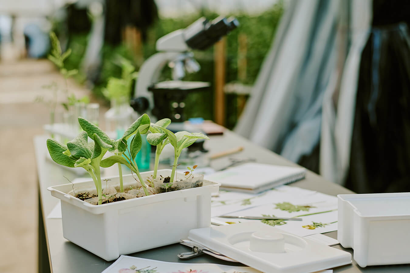 2 piante officinali fondazione rinnova